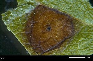 Nahaufnahme einer einzelnen Nekrose mit einem Fruchtkörper (Acervuli) in der Mitte. Foto: FiBL