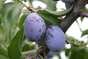 violette Zwetschgenfrucht am Ast
