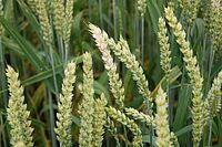 Weizenähren, mehrheitlich von grüner Farbe, eine davon mit gelblich verfärbter Spitze.