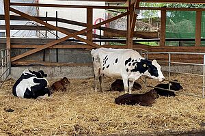 Ammen- und Mutterkühe im Stall mit Kälbern.
