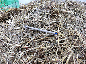 trockene Silage, darauf liegt zum Grössenvergleich ein KUgelschreiber